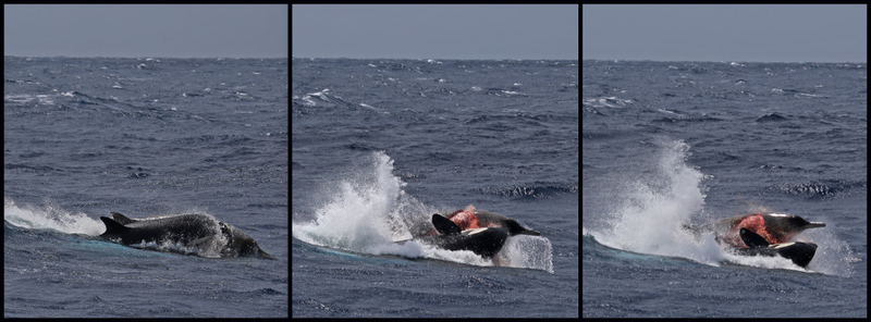 Illustration for article titled Unprecedented Images Show Orcas Hunting and Killing Rare Beaked Whales